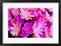 Framed Close-Up Of Columbian Lewisia