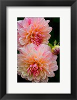 Framed Close-Up Of Pink Dahlia Flowers