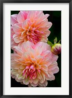 Framed Close-Up Of Pink Dahlia Flowers