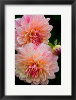 Framed Close-Up Of Pink Dahlia Flowers