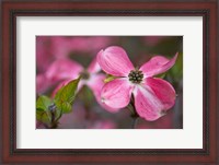Framed Close-Up Of A Pink Dogwood Blossom
