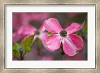 Framed Close-Up Of A Pink Dogwood Blossom