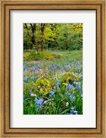 Framed Wildflowers In Camassia Natural Area, Oregon