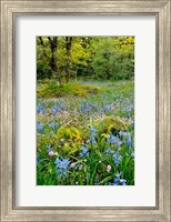 Framed Wildflowers In Camassia Natural Area, Oregon