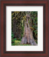 Framed Incense Cedar Tree, Oregon