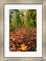 Framed Trail Covered In Maples Leaves, Oregon