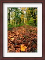 Framed Trail Covered In Maples Leaves, Oregon