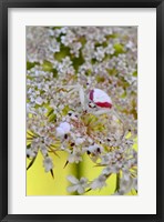 Framed Crab Spider On Wild Carrot Bloom