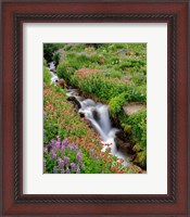 Framed Monkey-Flowers And Lupine Along Elk Cove Creek, Oregon