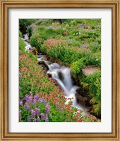 Framed Monkey-Flowers And Lupine Along Elk Cove Creek, Oregon