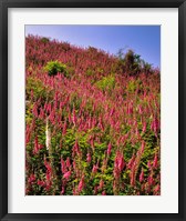 Framed Hillside Of Foxglove In Clatsop County, Oregon