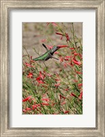 Framed Hummingbird In The Bloom Of A Salvia Flower