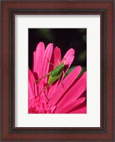 Framed Fork-Tailed Bush Katydid On A Gerbera Flower