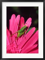 Framed Fork-Tailed Bush Katydid On A Gerbera Flower