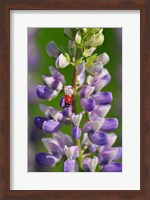 Framed Ladybug On A Lupine Flower
