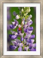 Framed Ladybug On A Lupine Flower