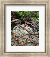 Framed Manzanita Plant Roots On A Bed Of Moss