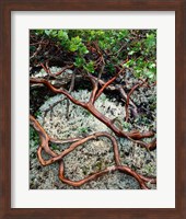 Framed Manzanita Plant Roots On A Bed Of Moss
