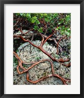 Framed Manzanita Plant Roots On A Bed Of Moss