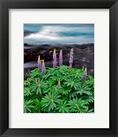 Framed Lupine Next To The Metolius River