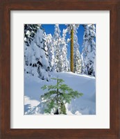 Framed Scenic Of New Snow On Forest, Oregon