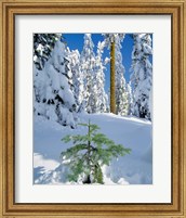 Framed Scenic Of New Snow On Forest, Oregon