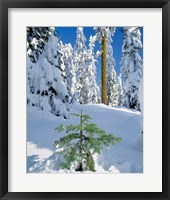 Framed Scenic Of New Snow On Forest, Oregon