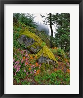 Framed Scenic View Of Mt Hood National Forest, Oregon