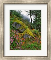 Framed Scenic View Of Mt Hood National Forest, Oregon