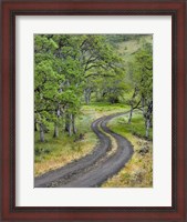 Framed Road Lined With Oak Trees, Oregon
