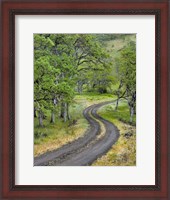 Framed Road Lined With Oak Trees, Oregon