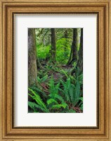Framed Scenic Forest, Oregon