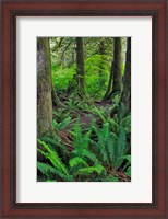 Framed Scenic Forest, Oregon