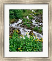 Framed Yellow Monkeyflowers Along Wahkeena Creek, Oregon