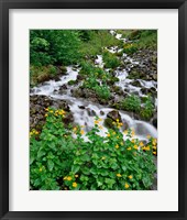 Framed Yellow Monkeyflowers Along Wahkeena Creek, Oregon