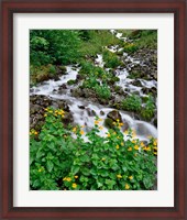 Framed Yellow Monkeyflowers Along Wahkeena Creek, Oregon