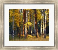 Framed Aspen And Ponderosa Trees In Autumn, Deschutes National Forest