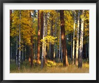 Framed Aspen And Ponderosa Trees In Autumn, Deschutes National Forest