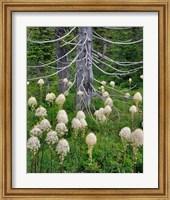 Framed Beargrass Around Dead Evergreen, Oregon