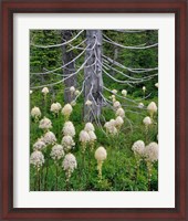 Framed Beargrass Around Dead Evergreen, Oregon