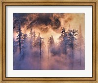 Framed Evergreens In Fog, Mt Hood National Forest, Oregon