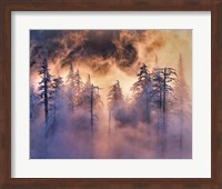 Framed Evergreens In Fog, Mt Hood National Forest, Oregon