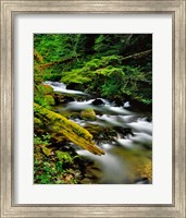 Framed Still Creek, Oregon