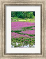 Framed Purple Loosestrife Flowers In A Marsh, Oregon