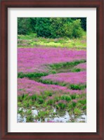 Framed Purple Loosestrife Flowers In A Marsh, Oregon