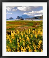 Framed Landscape Of Yellow Lupine, Oregon