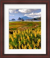 Framed Landscape Of Yellow Lupine, Oregon