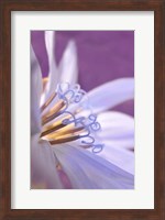 Framed Close-Up Of A Chicory Wildflower