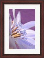 Framed Close-Up Of A Chicory Wildflower