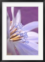 Framed Close-Up Of A Chicory Wildflower